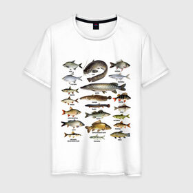 Мужская футболка хлопок с принтом Популярные виды рыб в Новосибирске, 100% хлопок | прямой крой, круглый вырез горловины, длина до линии бедер, слегка спущенное плечо. | рыба | рыбалка | рыбачить | туризм | туристические | туристу | улов