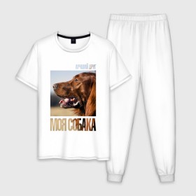 Мужская пижама хлопок с принтом Ирландский сеттер в Новосибирске, 100% хлопок | брюки и футболка прямого кроя, без карманов, на брюках мягкая резинка на поясе и по низу штанин
 | drug | ирландский сеттер | порода | собака