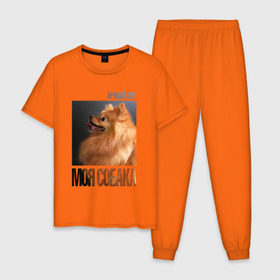 Мужская пижама хлопок с принтом Померанский шпиц в Новосибирске, 100% хлопок | брюки и футболка прямого кроя, без карманов, на брюках мягкая резинка на поясе и по низу штанин
 | Тематика изображения на принте: drug | померанский шпиц | порода | собака