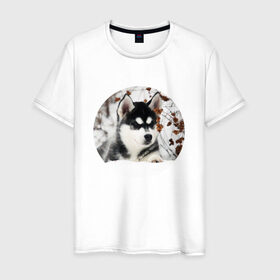 Мужская футболка хлопок с принтом Щенок хаски в Новосибирске, 100% хлопок | прямой крой, круглый вырез горловины, длина до линии бедер, слегка спущенное плечо. | dog | husky | собака | хаски | щенок