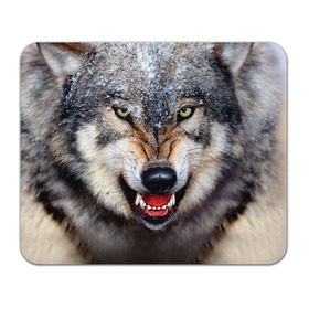 Коврик прямоугольный с принтом Волк в Новосибирске, натуральный каучук | размер 230 х 185 мм; запечатка лицевой стороны | волк | животные | злой волк | зубы | оскал