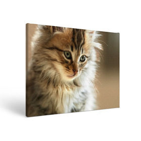 Холст прямоугольный с принтом Кот в Новосибирске, 100% ПВХ |  | Тематика изображения на принте: домашняя | животное | кот | котэ | кошка