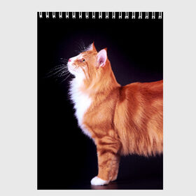 Скетчбук с принтом Рыжий кот в Новосибирске, 100% бумага
 | 48 листов, плотность листов — 100 г/м2, плотность картонной обложки — 250 г/м2. Листы скреплены сверху удобной пружинной спиралью | домашняя | животное | кот | котэ | кошка | рыжая