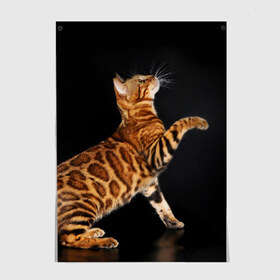 Постер с принтом Бенгальская кошка в Новосибирске, 100% бумага
 | бумага, плотность 150 мг. Матовая, но за счет высокого коэффициента гладкости имеет небольшой блеск и дает на свету блики, но в отличии от глянцевой бумаги не покрыта лаком | бенгальская | домашняя | животное | кот | котэ | кошка