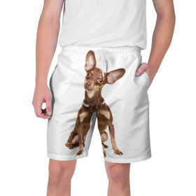 Мужские шорты 3D с принтом Той-терьер в Новосибирске,  полиэстер 100% | прямой крой, два кармана без застежек по бокам. Мягкая трикотажная резинка на поясе, внутри которой широкие завязки. Длина чуть выше колен | животное | порода | собака | той терьер