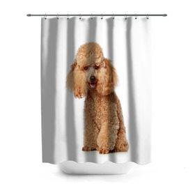 Штора 3D для ванной с принтом Пудель в Новосибирске, 100% полиэстер | плотность материала — 100 г/м2. Стандартный размер — 146 см х 180 см. По верхнему краю — пластиковые люверсы для креплений. В комплекте 10 пластиковых колец | Тематика изображения на принте: животное | порода | пудель | собака