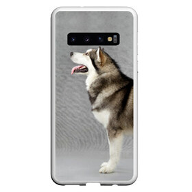 Чехол для Samsung Galaxy S10 с принтом Аляскинский маламут в Новосибирске, Силикон | Область печати: задняя сторона чехла, без боковых панелей | аляскинский маламут | животное | порода | собака