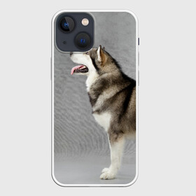 Чехол для iPhone 13 mini с принтом Аляскинский маламут в Новосибирске,  |  | аляскинский маламут | животное | порода | собака