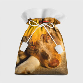 Подарочный 3D мешок с принтом Австралийская овчарка в Новосибирске, 100% полиэстер | Размер: 29*39 см | австралийская овчарка | клён | осень | порода | собака