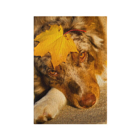 Обложка для паспорта матовая кожа с принтом Австралийская овчарка в Новосибирске, натуральная матовая кожа | размер 19,3 х 13,7 см; прозрачные пластиковые крепления | австралийская овчарка | клён | осень | порода | собака