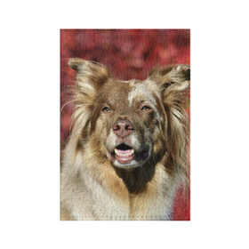 Обложка для паспорта матовая кожа с принтом Австралийская овчарка в Новосибирске, натуральная матовая кожа | размер 19,3 х 13,7 см; прозрачные пластиковые крепления | Тематика изображения на принте: австралийская овчарка | животное | порода | собака