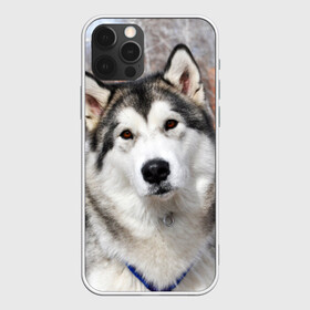 Чехол для iPhone 12 Pro с принтом Аляскинский маламут в Новосибирске, силикон | область печати: задняя сторона чехла, без боковых панелей | аляскинский маламут | животное | порода | собака