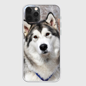 Чехол для iPhone 12 Pro Max с принтом Аляскинский маламут в Новосибирске, Силикон |  | аляскинский маламут | животное | порода | собака