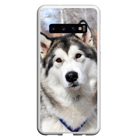 Чехол для Samsung Galaxy S10 с принтом Аляскинский маламут в Новосибирске, Силикон | Область печати: задняя сторона чехла, без боковых панелей | аляскинский маламут | животное | порода | собака