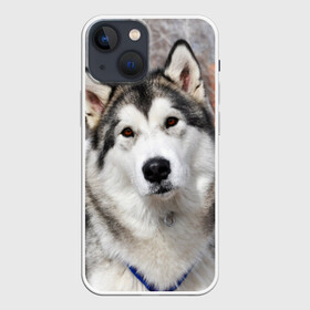 Чехол для iPhone 13 mini с принтом Аляскинский маламут в Новосибирске,  |  | аляскинский маламут | животное | порода | собака