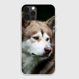 Чехол для iPhone 12 Pro с принтом Аляскинский маламут в Новосибирске, силикон | область печати: задняя сторона чехла, без боковых панелей | аляскинский маламут | животное | порода | собака