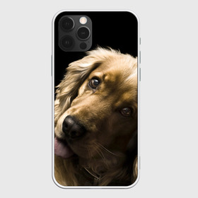 Чехол для iPhone 12 Pro Max с принтом Английский кокер-спаниель в Новосибирске, Силикон |  | Тематика изображения на принте: английский кокер спаниель | животно | порода | собака