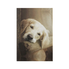 Обложка для паспорта матовая кожа с принтом Золотистый ретривер в Новосибирске, натуральная матовая кожа | размер 19,3 х 13,7 см; прозрачные пластиковые крепления | Тематика изображения на принте: животное | золотистый ретривер | порода | собака