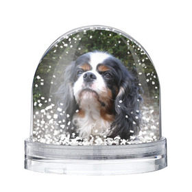 Снежный шар с принтом Кинг чарльз спаниель в Новосибирске, Пластик | Изображение внутри шара печатается на глянцевой фотобумаге с двух сторон | животное | кинг чарльз спаниель | порода | собака