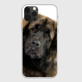 Чехол для iPhone 12 Pro Max с принтом Леонбергер в Новосибирске, Силикон |  | животное | леонбергер | порода | собака