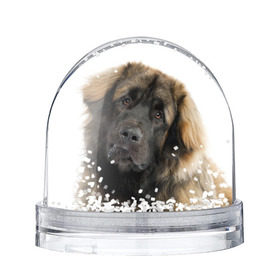 Снежный шар с принтом Леонбергер в Новосибирске, Пластик | Изображение внутри шара печатается на глянцевой фотобумаге с двух сторон | животное | леонбергер | порода | собака