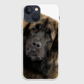 Чехол для iPhone 13 mini с принтом Леонбергер в Новосибирске,  |  | Тематика изображения на принте: животное | леонбергер | порода | собака