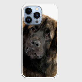 Чехол для iPhone 13 Pro с принтом Леонбергер в Новосибирске,  |  | Тематика изображения на принте: животное | леонбергер | порода | собака