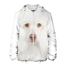 Мужская куртка 3D с принтом Белый пудель в Новосибирске, ткань верха — 100% полиэстер, подклад — флис | прямой крой, подол и капюшон оформлены резинкой с фиксаторами, два кармана без застежек по бокам, один большой потайной карман на груди. Карман на груди застегивается на липучку | белый пудель | животное | порода | собака