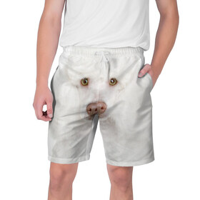 Мужские шорты 3D с принтом Белый пудель в Новосибирске,  полиэстер 100% | прямой крой, два кармана без застежек по бокам. Мягкая трикотажная резинка на поясе, внутри которой широкие завязки. Длина чуть выше колен | белый пудель | животное | порода | собака