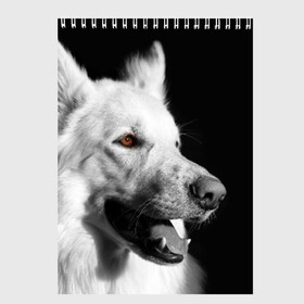 Скетчбук с принтом Белая овчарка в Новосибирске, 100% бумага
 | 48 листов, плотность листов — 100 г/м2, плотность картонной обложки — 250 г/м2. Листы скреплены сверху удобной пружинной спиралью | Тематика изображения на принте: белая овчарка | животное | порода | собака