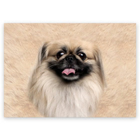 Поздравительная открытка с принтом Пекинес в Новосибирске, 100% бумага | плотность бумаги 280 г/м2, матовая, на обратной стороне линовка и место для марки
 | животное | пекинес | порода | собака