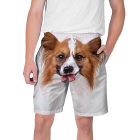 Мужские шорты 3D с принтом Папийон в Новосибирске,  полиэстер 100% | прямой крой, два кармана без застежек по бокам. Мягкая трикотажная резинка на поясе, внутри которой широкие завязки. Длина чуть выше колен | Тематика изображения на принте: животное | папийон | порода | собака