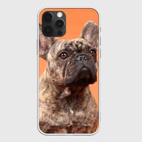 Чехол для iPhone 12 Pro Max с принтом Французский бульдог в Новосибирске, Силикон |  | Тематика изображения на принте: животное | порода | собака | французский бульдог