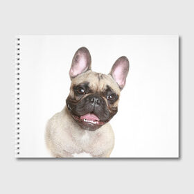 Альбом для рисования с принтом Французский бульдог в Новосибирске, 100% бумага
 | матовая бумага, плотность 200 мг. | Тематика изображения на принте: животное | порода | собака | французский бульдог