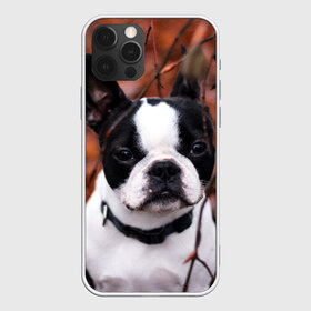 Чехол для iPhone 12 Pro Max с принтом Бостон Терьер в Новосибирске, Силикон |  | Тематика изображения на принте: животное | порода | собака | французский бульдог
