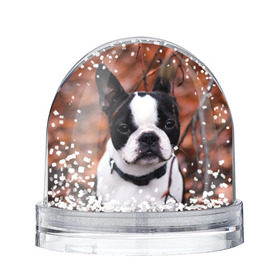 Снежный шар с принтом Бостон Терьер в Новосибирске, Пластик | Изображение внутри шара печатается на глянцевой фотобумаге с двух сторон | животное | порода | собака | французский бульдог
