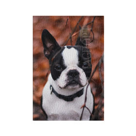 Обложка для паспорта матовая кожа с принтом Бостон Терьер в Новосибирске, натуральная матовая кожа | размер 19,3 х 13,7 см; прозрачные пластиковые крепления | Тематика изображения на принте: животное | порода | собака | французский бульдог