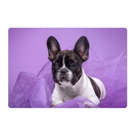Магнитный плакат 3Х2 с принтом Французский бульдог в Новосибирске, Полимерный материал с магнитным слоем | 6 деталей размером 9*9 см | Тематика изображения на принте: животное | порода | собака | французский бульдог