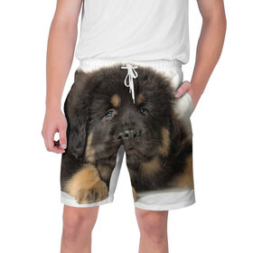 Мужские шорты 3D с принтом Тибетский мастиф в Новосибирске,  полиэстер 100% | прямой крой, два кармана без застежек по бокам. Мягкая трикотажная резинка на поясе, внутри которой широкие завязки. Длина чуть выше колен | Тематика изображения на принте: животное | порода | собака