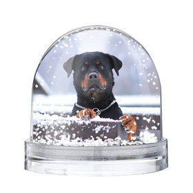 Снежный шар с принтом Ротвейлер в Новосибирске, Пластик | Изображение внутри шара печатается на глянцевой фотобумаге с двух сторон | животное | порода | ротвейлер | собака