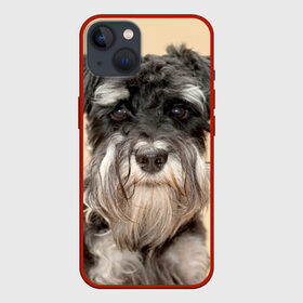 Чехол для iPhone 13 с принтом Цвергшнауцер в Новосибирске,  |  | животное | порода | собака | цвергшнауцер