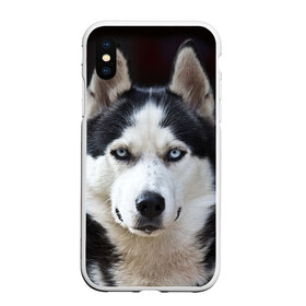 Чехол для iPhone XS Max матовый с принтом Хаски в Новосибирске, Силикон | Область печати: задняя сторона чехла, без боковых панелей | Тематика изображения на принте: бандит | животное | порода | собака | хаски | хаски бандит