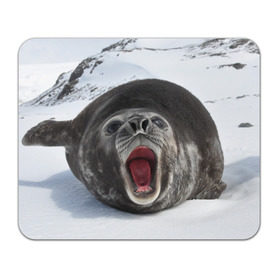 Коврик прямоугольный с принтом Морской тюлень в Новосибирске, натуральный каучук | размер 230 х 185 мм; запечатка лицевой стороны | Тематика изображения на принте: животное | зима | море | океан | снег | тюлень