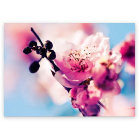 Поздравительная открытка с принтом Цветущая вишня в Новосибирске, 100% бумага | плотность бумаги 280 г/м2, матовая, на обратной стороне линовка и место для марки
 | Тематика изображения на принте: вишня | дерево | небо | природа | черешня | ягода