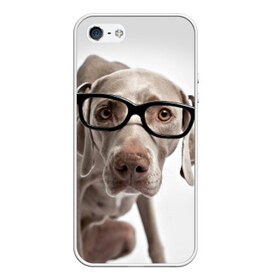 Чехол силиконовый для Телефон Apple iPhone 5/5S с принтом Собака в очках в Новосибирске, Силикон | Область печати: задняя сторона чехла, без боковых панелей | в очках | дог | животное | очки | прикол | пятнистый | собака | щенок