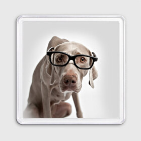 Магнит 55*55 с принтом Собака в очках в Новосибирске, Пластик | Размер: 65*65 мм; Размер печати: 55*55 мм | Тематика изображения на принте: в очках | дог | животное | очки | прикол | пятнистый | собака | щенок