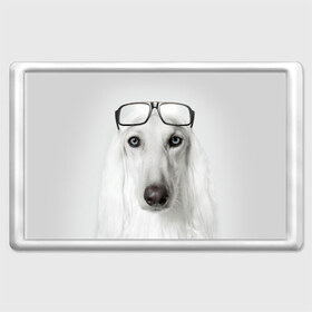Магнит 45*70 с принтом Собака в очках в Новосибирске, Пластик | Размер: 78*52 мм; Размер печати: 70*45 | афганская | белая | борзая | в очках | животное | очки | прикол | собака