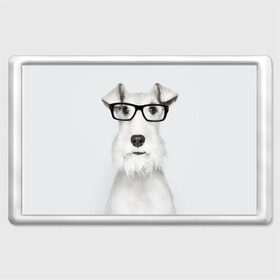 Магнит 45*70 с принтом Собака в очках в Новосибирске, Пластик | Размер: 78*52 мм; Размер печати: 70*45 | Тематика изображения на принте: белый | домашнее | животное | очки | пес | прикол | собака в очках | умный | ученый | эрдельтерьер