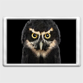 Магнит 45*70 с принтом Сова в Новосибирске, Пластик | Размер: 78*52 мм; Размер печати: 70*45 | взгляд | гипноз | гипнотический | глаза | мистическая | ночная | ночь | птица | сова | фон | хищник | черный
