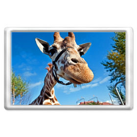 Магнит 45*70 с принтом Прикольный жираф в Новосибирске, Пластик | Размер: 78*52 мм; Размер печати: 70*45 | Тематика изображения на принте: африка | животное | жираф | небо | природа